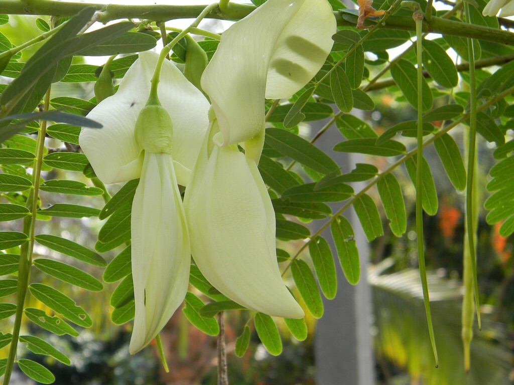 15 White Hummingbird Tree Seeds Sesbania grandiflora Edible Fast Growing