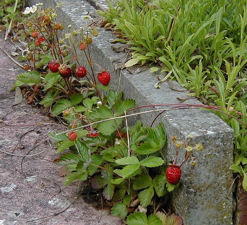 lot of 5 Wild Woodland Strawberry LIVE bare root Rhizomes~Edible fruit ~HARDY
