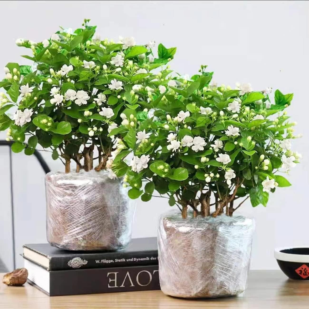 Evergreen Climbing Jasmine Flower Seeds – 100+ for All-Season Garden Elegance