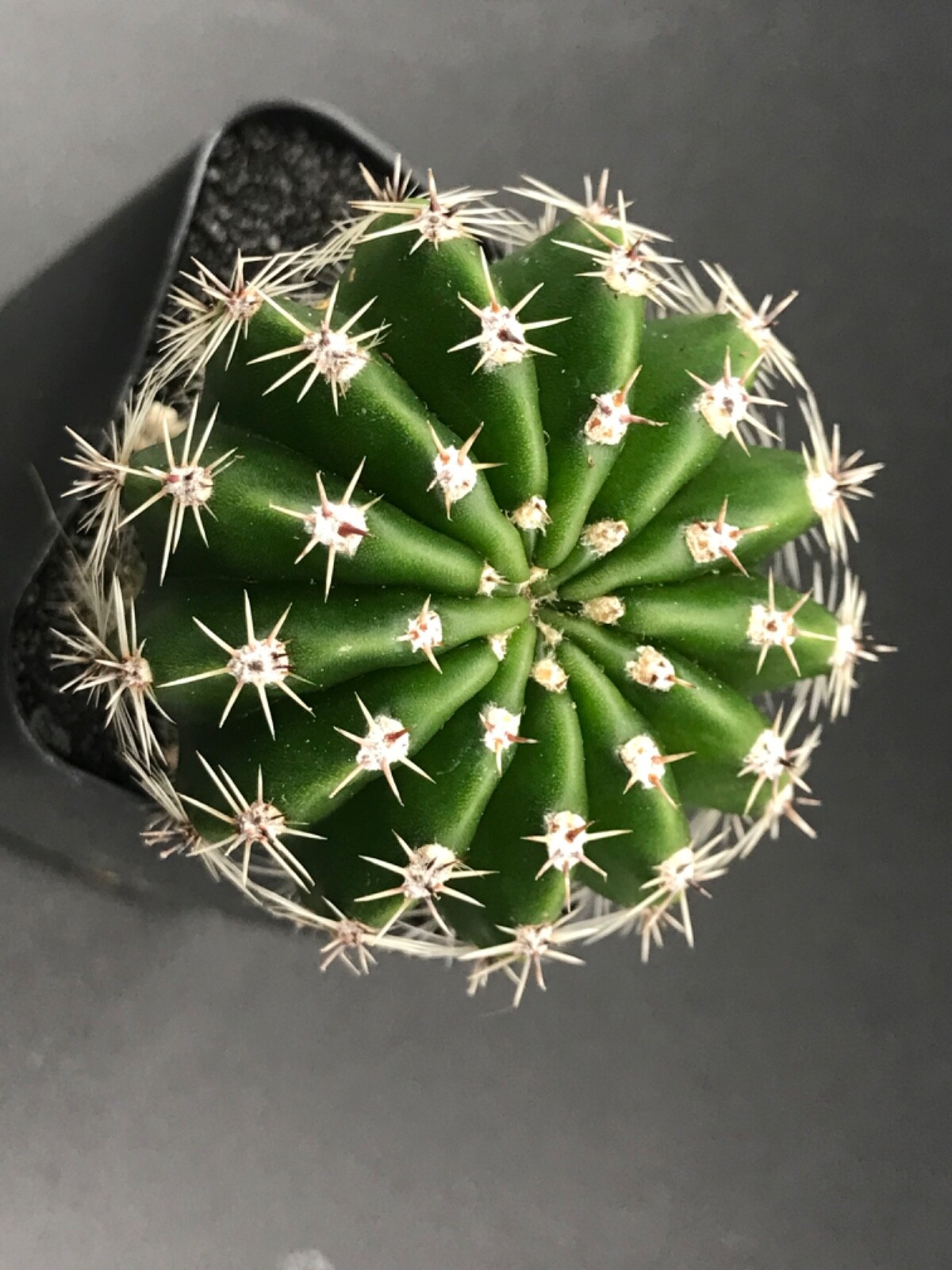 Echinopsis, Pale yellow flower. Cactus Succulent