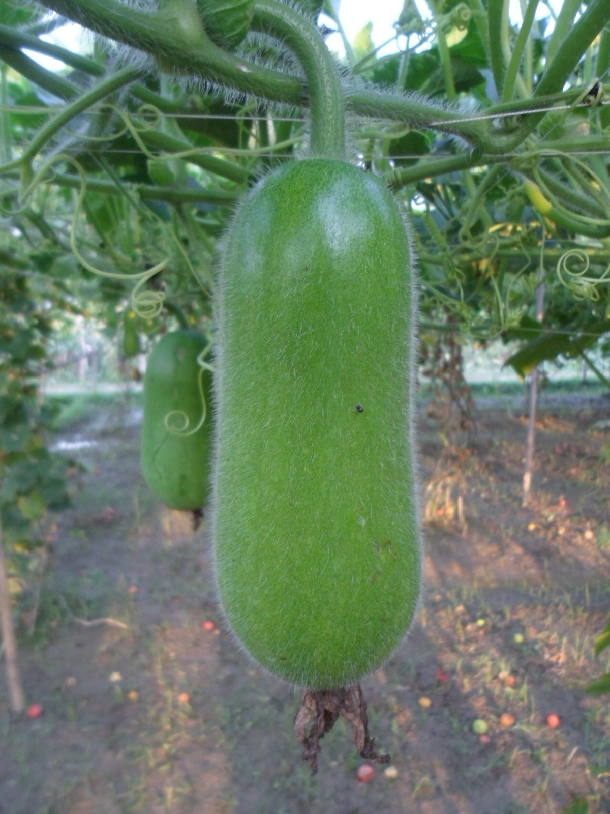 10 Hybrid Hairy skin gourd seeds Maya Chal kumra Bangladeshi wax gourd