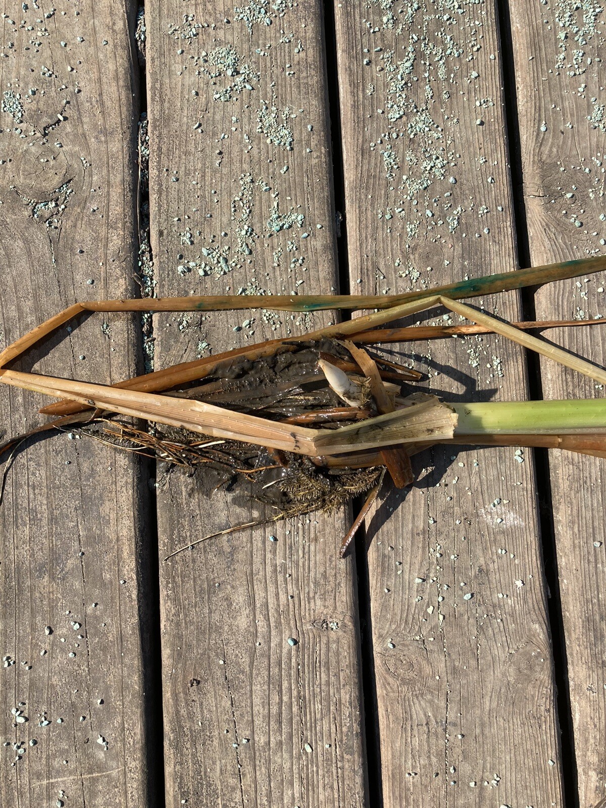 3 Fresh Live Cattail Plants!!