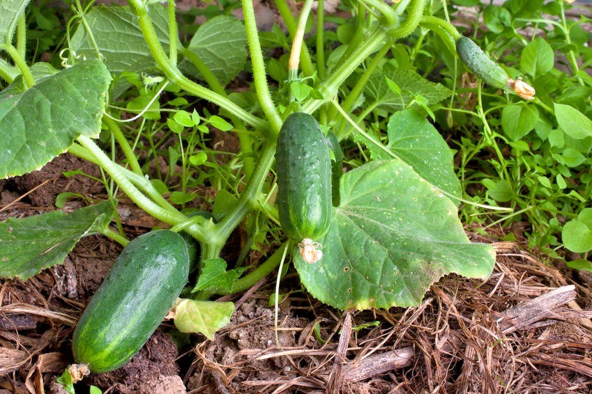 30+Muncher CUCUMBER Seeds Organic Summer Vegetable Garden Patio Container Easy