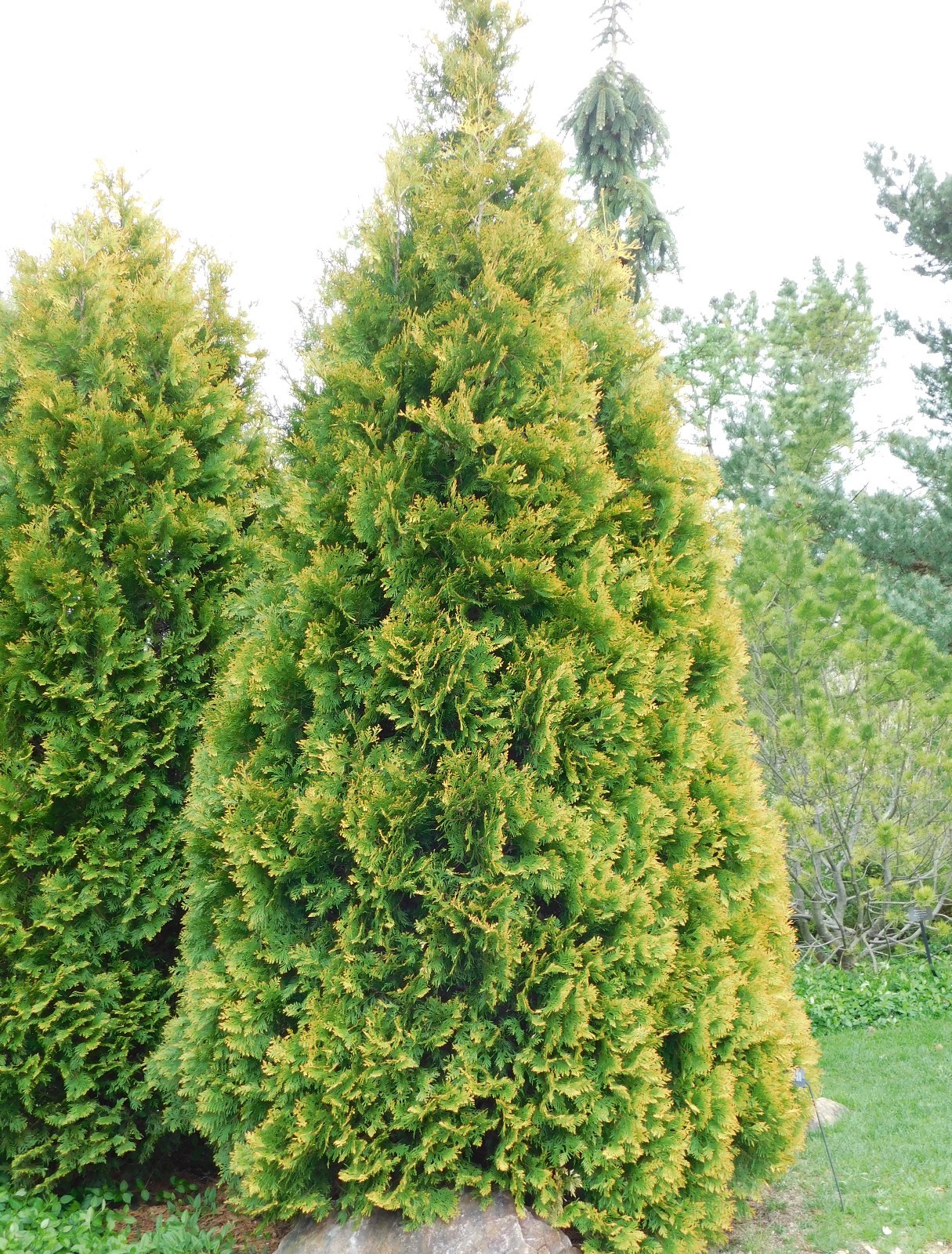 American Arborvitae (Thuja occidentalis), 50 seeds