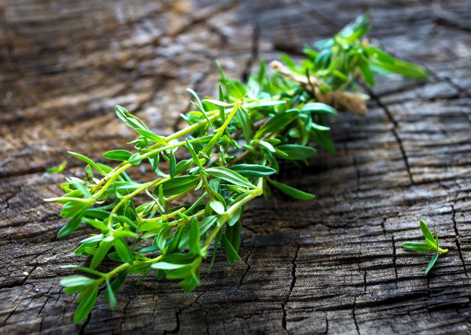 3000 SUMMER SAVORY Satureja Hortensis Herb Purple Flower Seeds