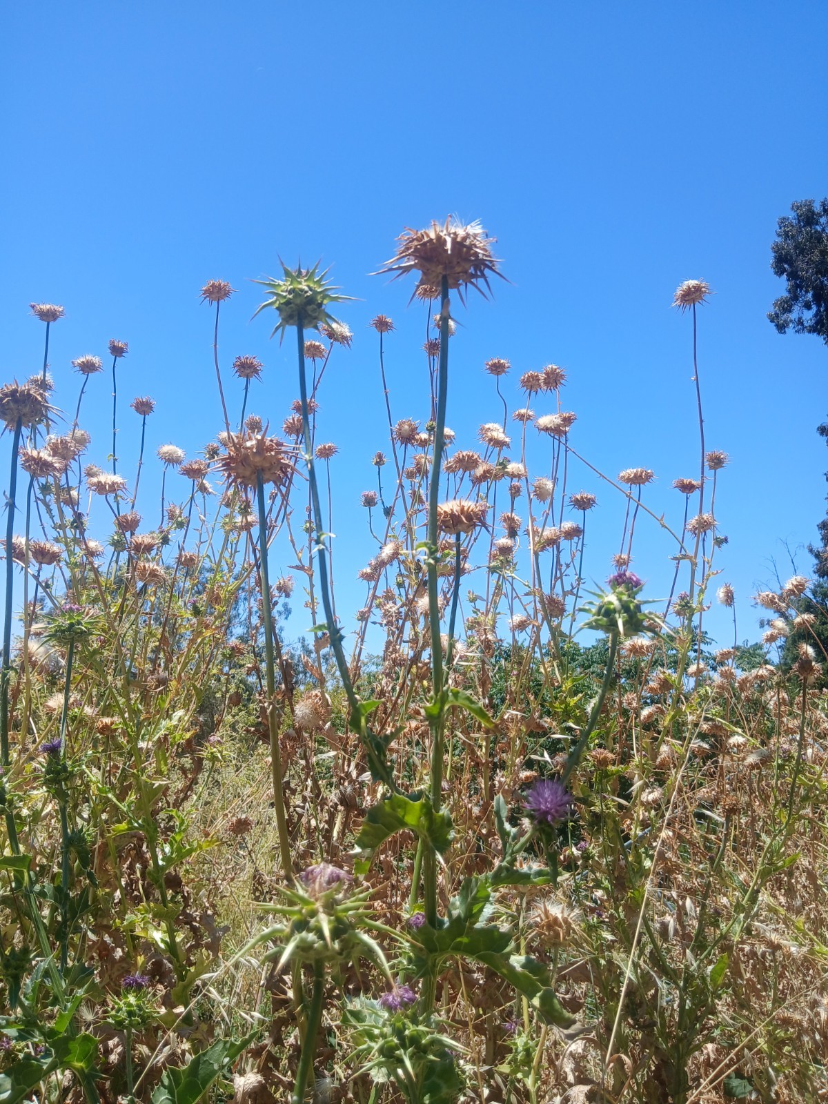 Premium Milk Thistle Seeds (5g)–Hand Picked Fresh 2026-High Germination-Healthy
