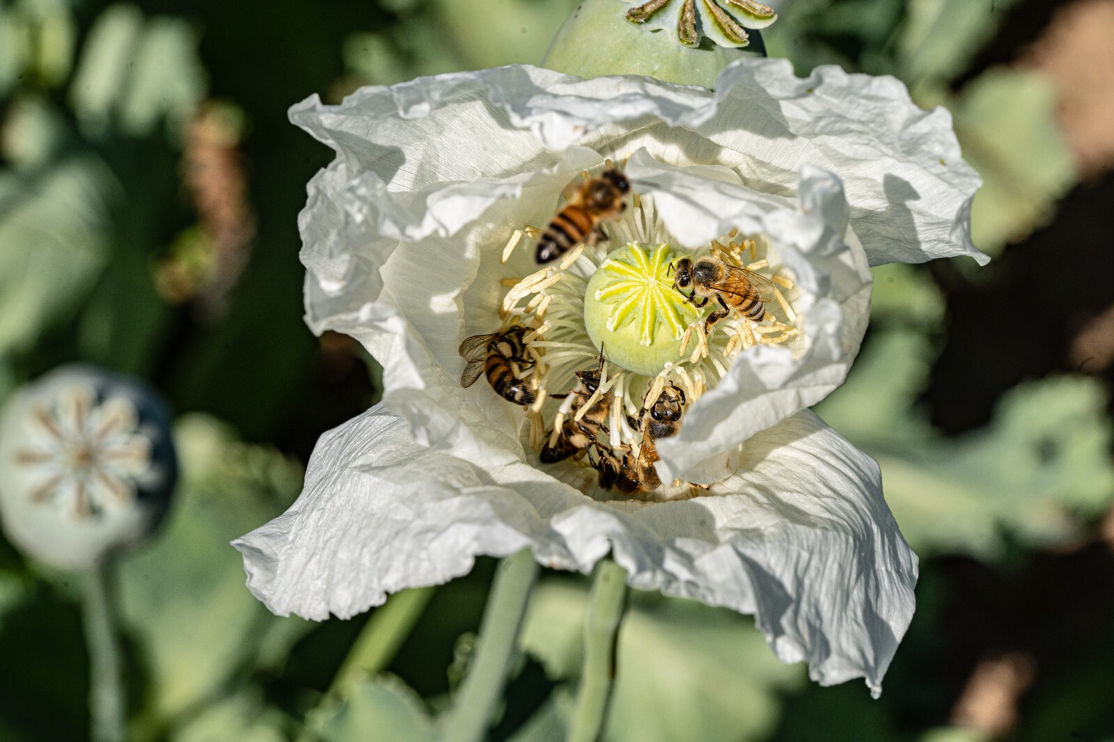 Peshawar Poppy Seeds, White Flower, BULK SEED SIZES, Certified Organic Non-GMO