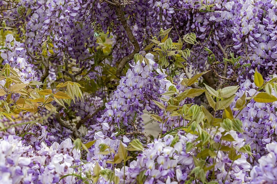 Wisteria sinensis | Chinese Wisteria | 10 Seeds