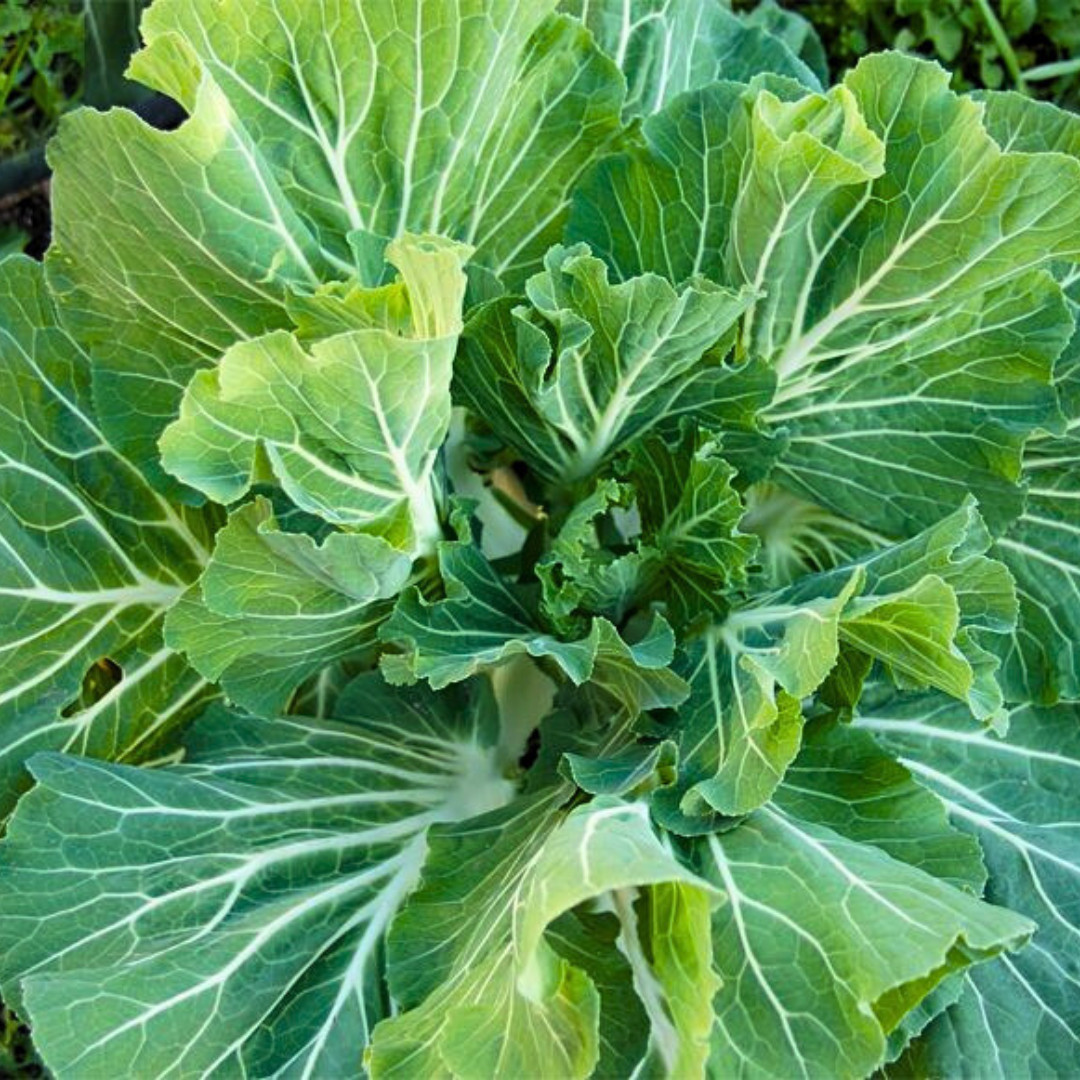 Portuguese Kale Seeds | Heirloom Non-GMO | Fresh Vegetable Seeds | Rare Seeds