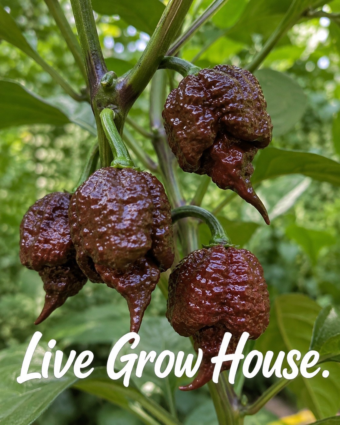 🌶️ Chocolate Carolina Reaper Pepper Seeds (10) | OPEN POLLINATED | Superhot