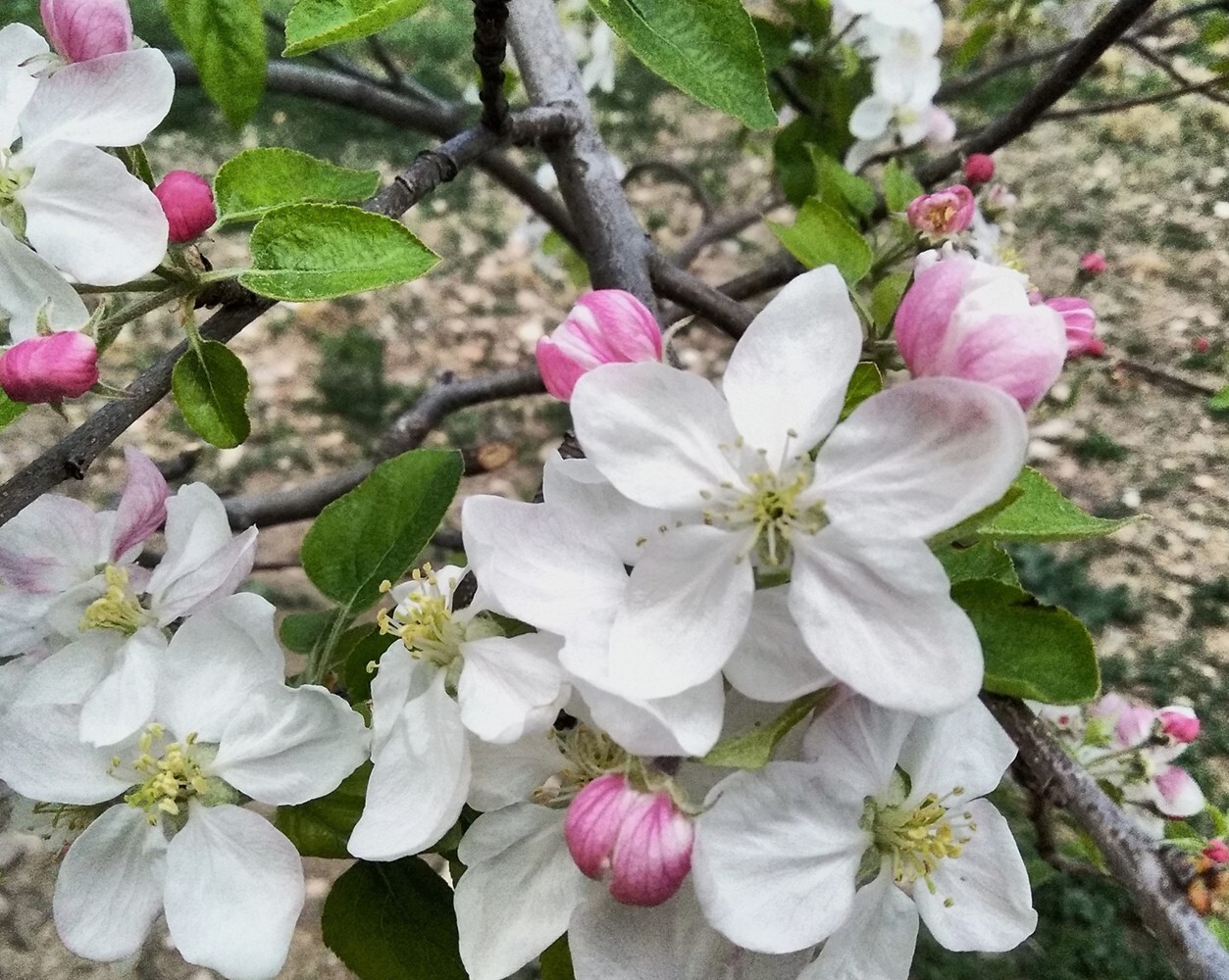 Paradise Apple | Premium Seeds | Malus pumila ‘Fruit’ | Plants’®
