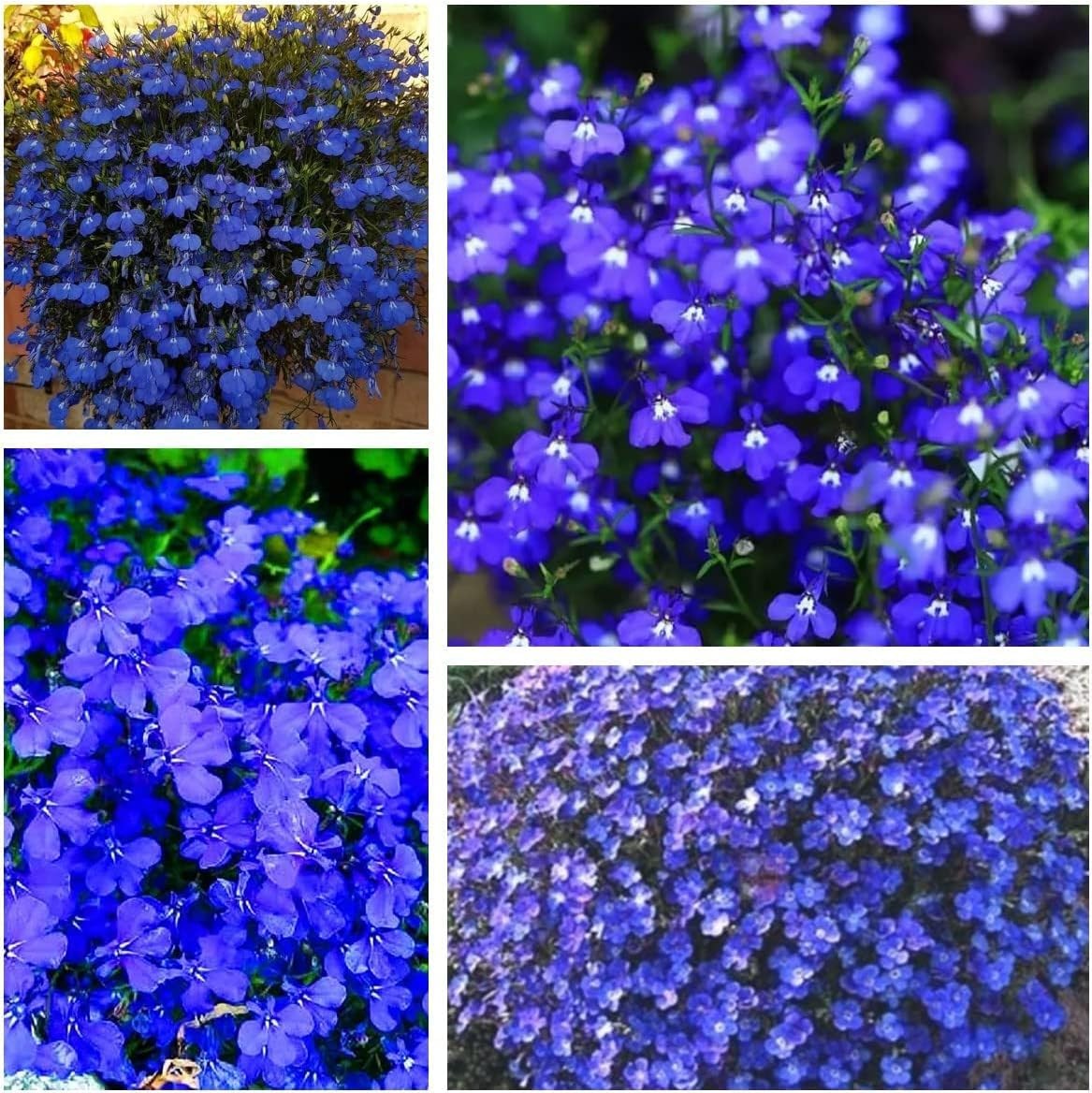 20000+ Creeping Thyme Seeds for Planting, Dwarf Ground Cover Plants,Ornamenta…
