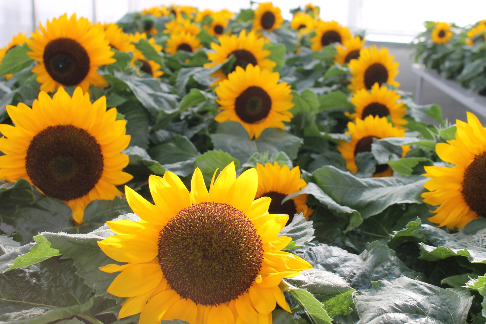 Dwarf Sunspot Sunflower Seeds|Helianthus Short Stuff Yellow Sun Flower Seed 2024