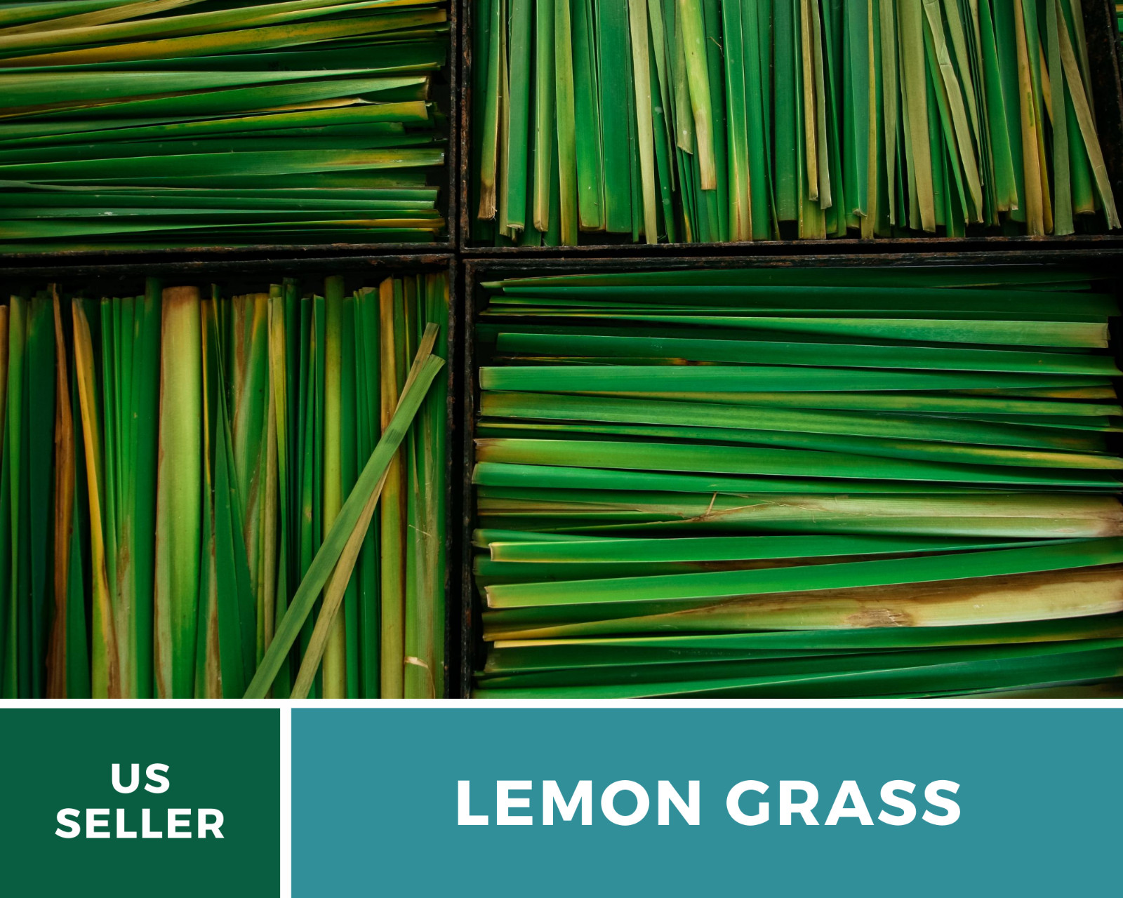 Lemon Grass – 100 Seeds – Culinary & Medicinal Herb (Cymbopogon Flexuosus)
