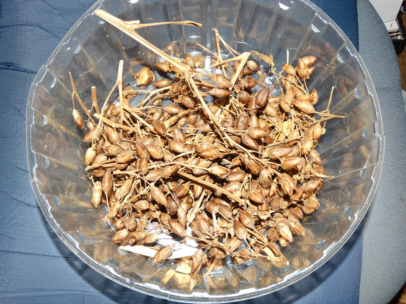 500+ MACEDONIAN PRILEP TOBACCO SEEDS VERY RARE ORIENTAL AROMATIC 2025 CROP