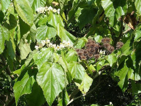 Entelea arborescens | Whau | New Zealand Mulberry | Corkwood | 10 Seeds