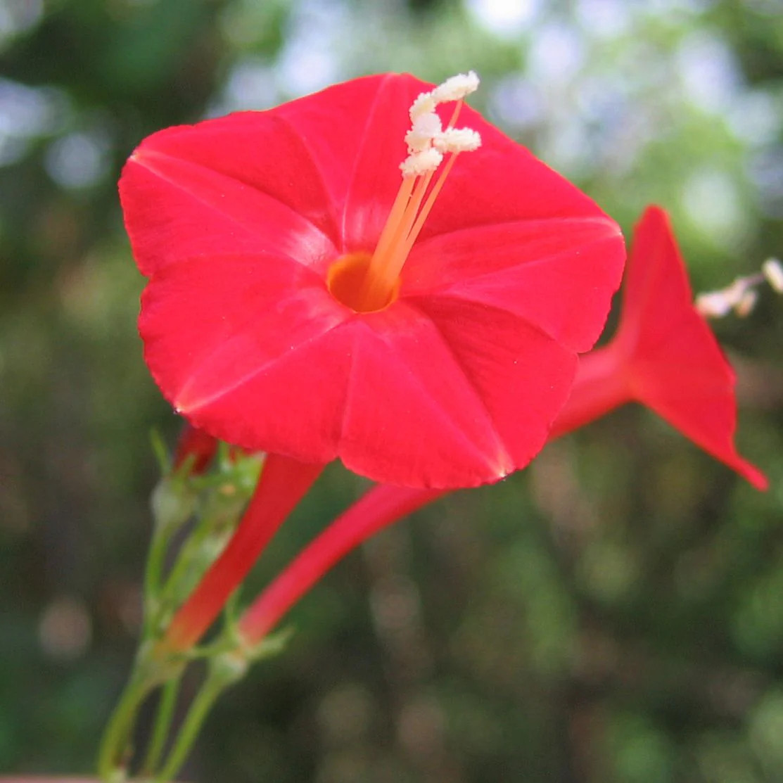 Scarlet Morning Glory Seeds | Ipomoea O Hara Garden Vining Red Flower Seed 2024