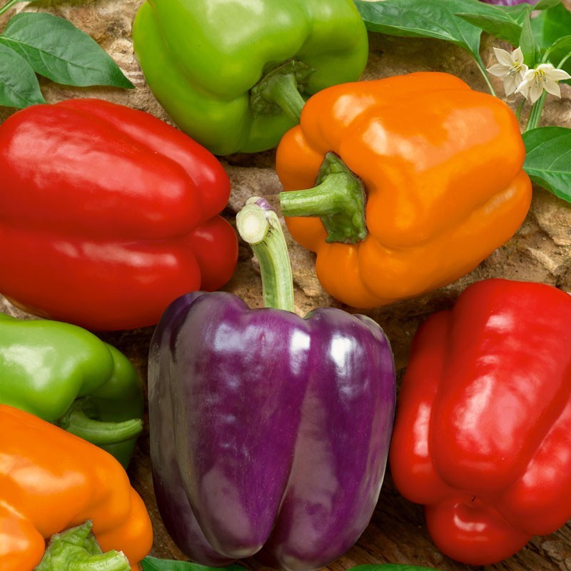 Rainbow Bell Pepper Seeds, Capsicum anuum, NON-GMO, Variety Sizes, FREE SHIPPING