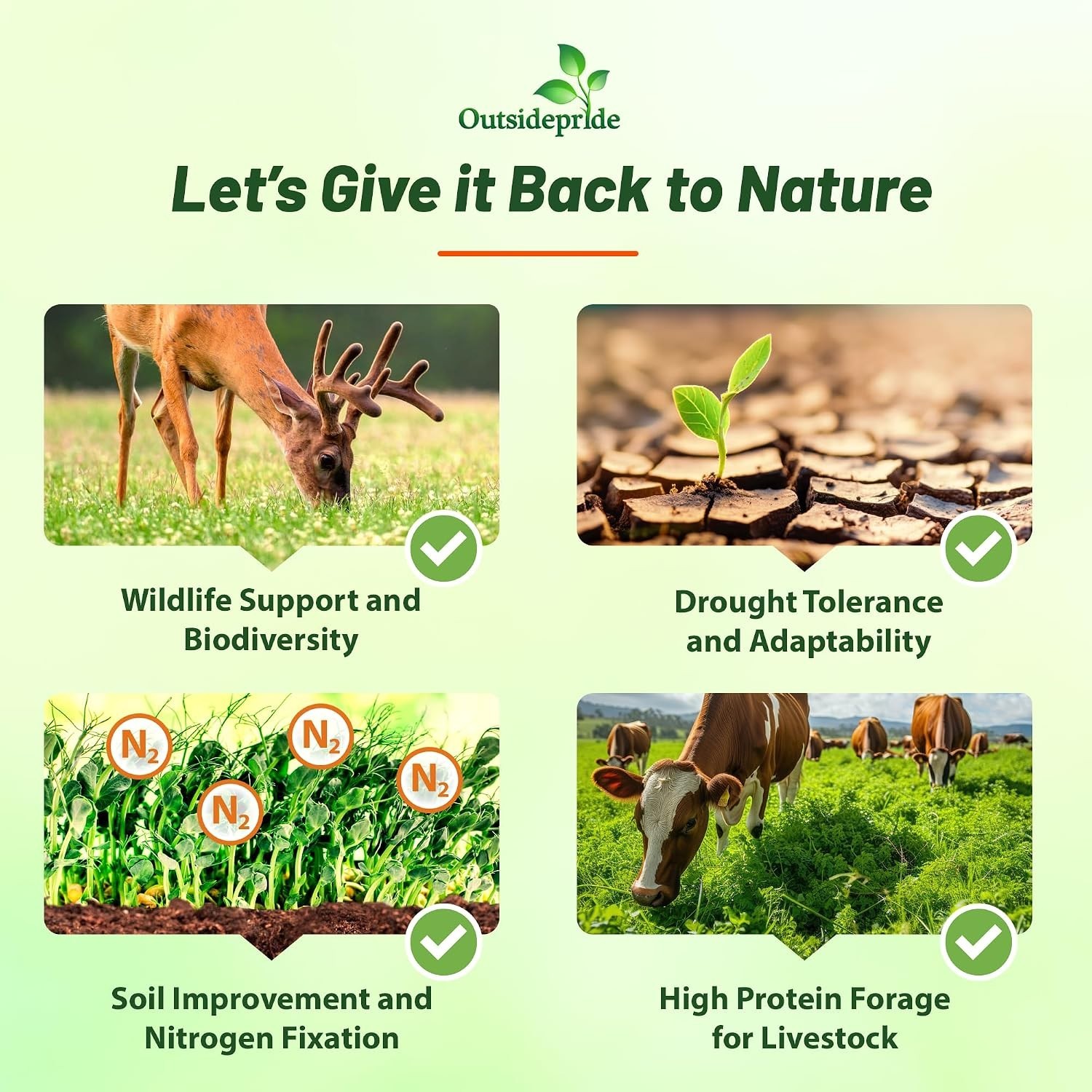 Nutrient-Rich Cowpeas Seeds – 10 lbs Cover Crops & Forage