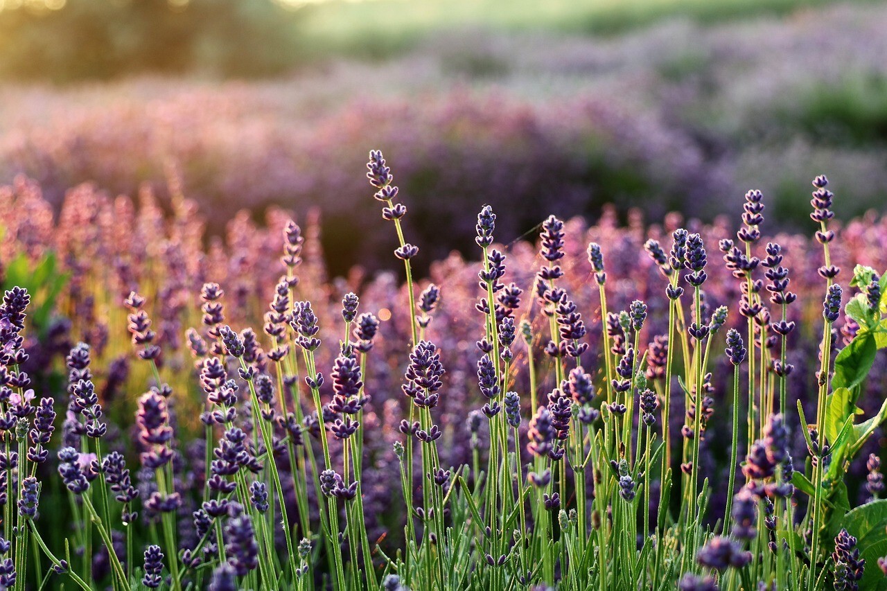 1200+ LAVENDER VERA SEEDS, MOSQUITO INSECT REPELLENT, PERENNIAL FLOWER