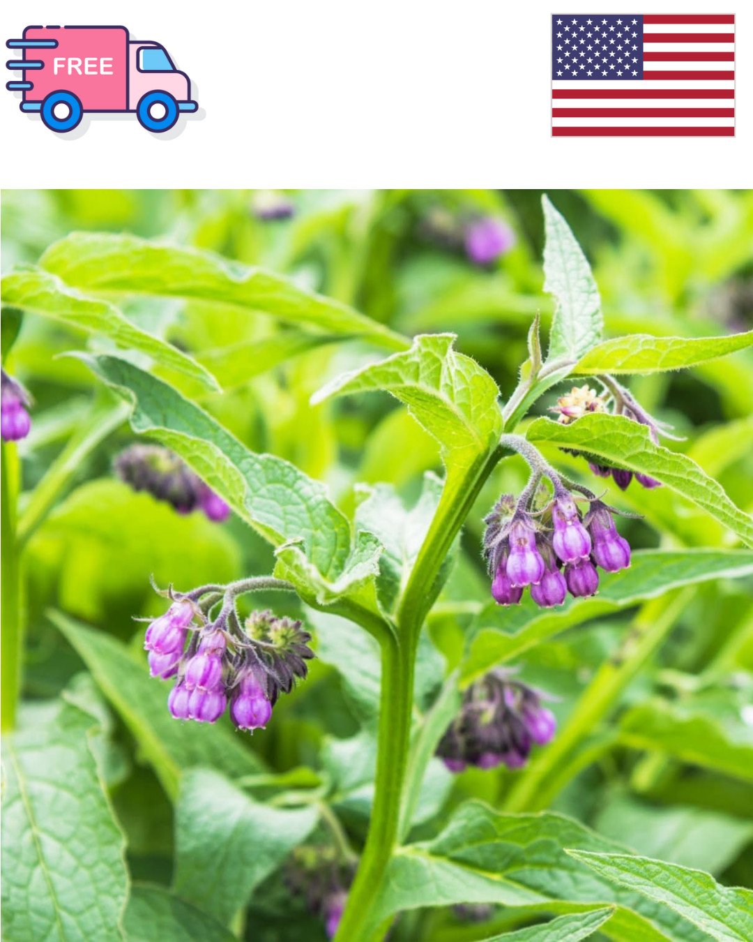 80+ Seed Symphytum Officinale Comfrey Herb Plant Seeds for Planting Heirloom …