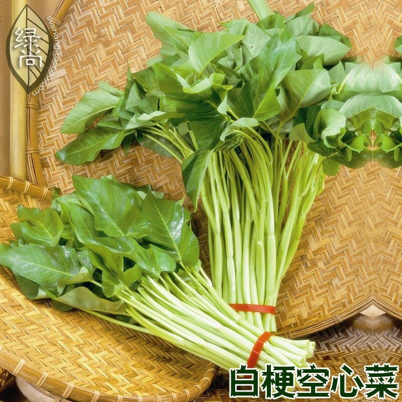 250+ White Stem Water Spinach seeds( rau muống trang ) ong choy kang kong