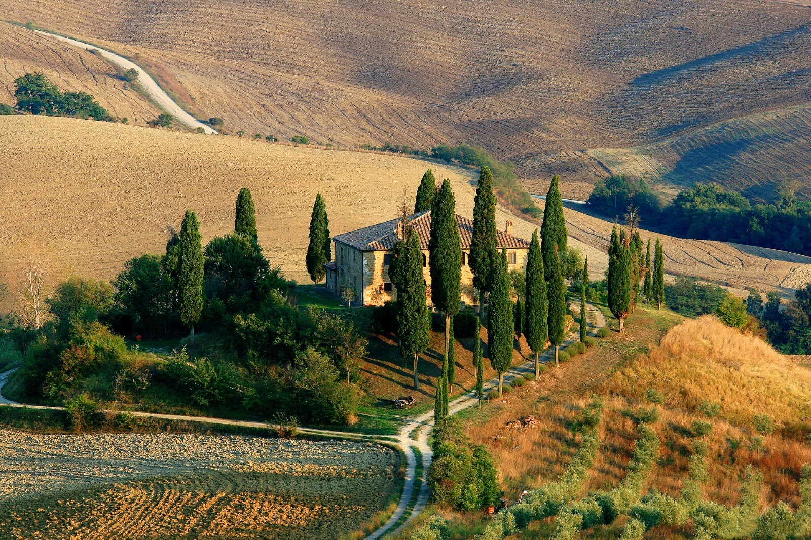 Landscapers Select! Italian Cypress Cupressus sempervirens srtricta 200 seeds