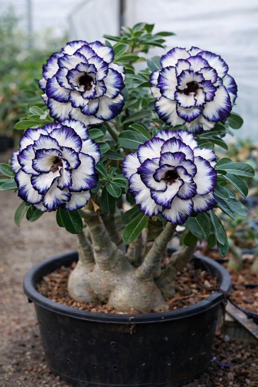 15+ Adenium Somalense “Black Somalense” Seeds Rare Dark Desert Rose