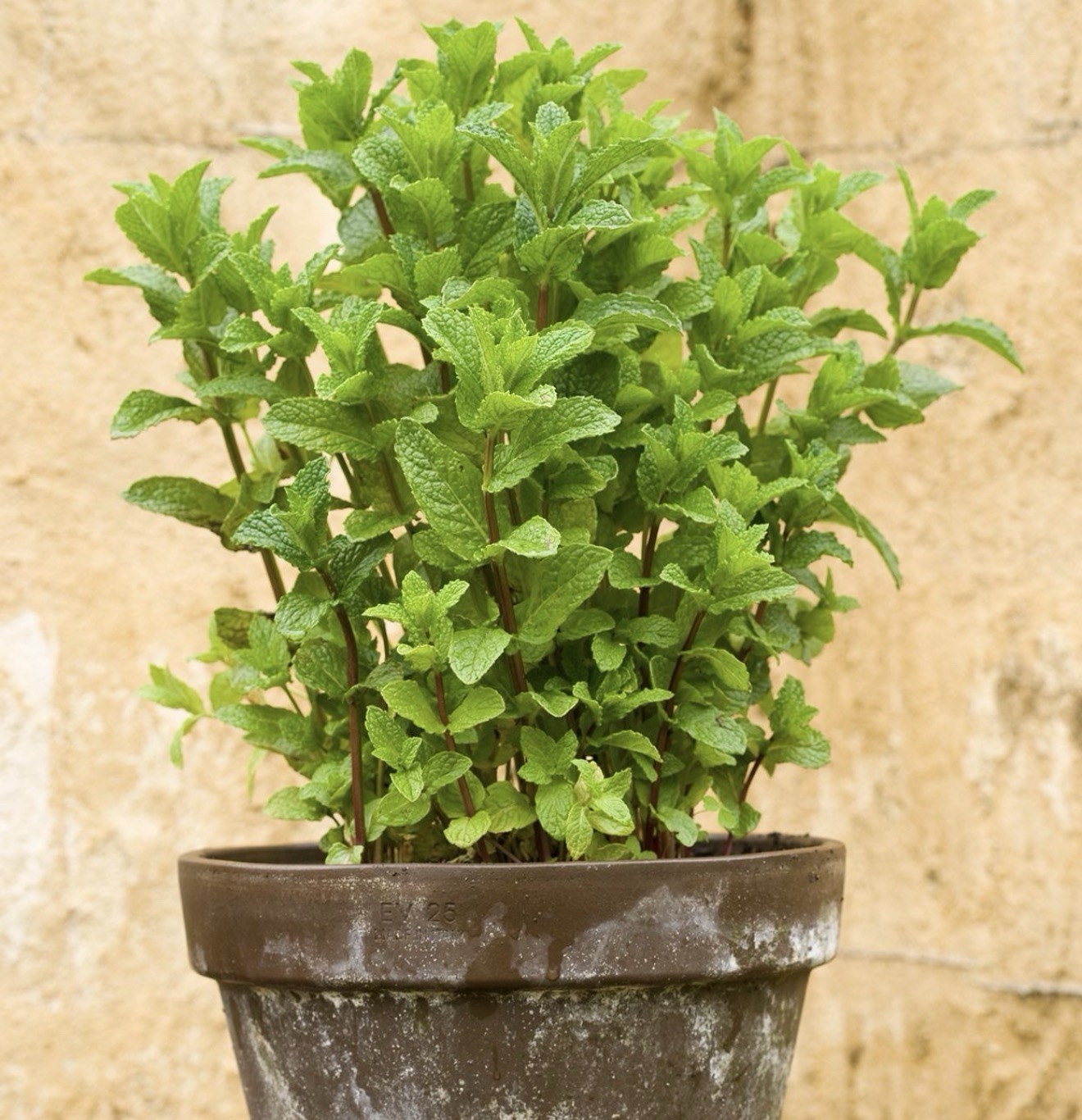 Spearmint Seeds Organic Non GMO Free Shipping!