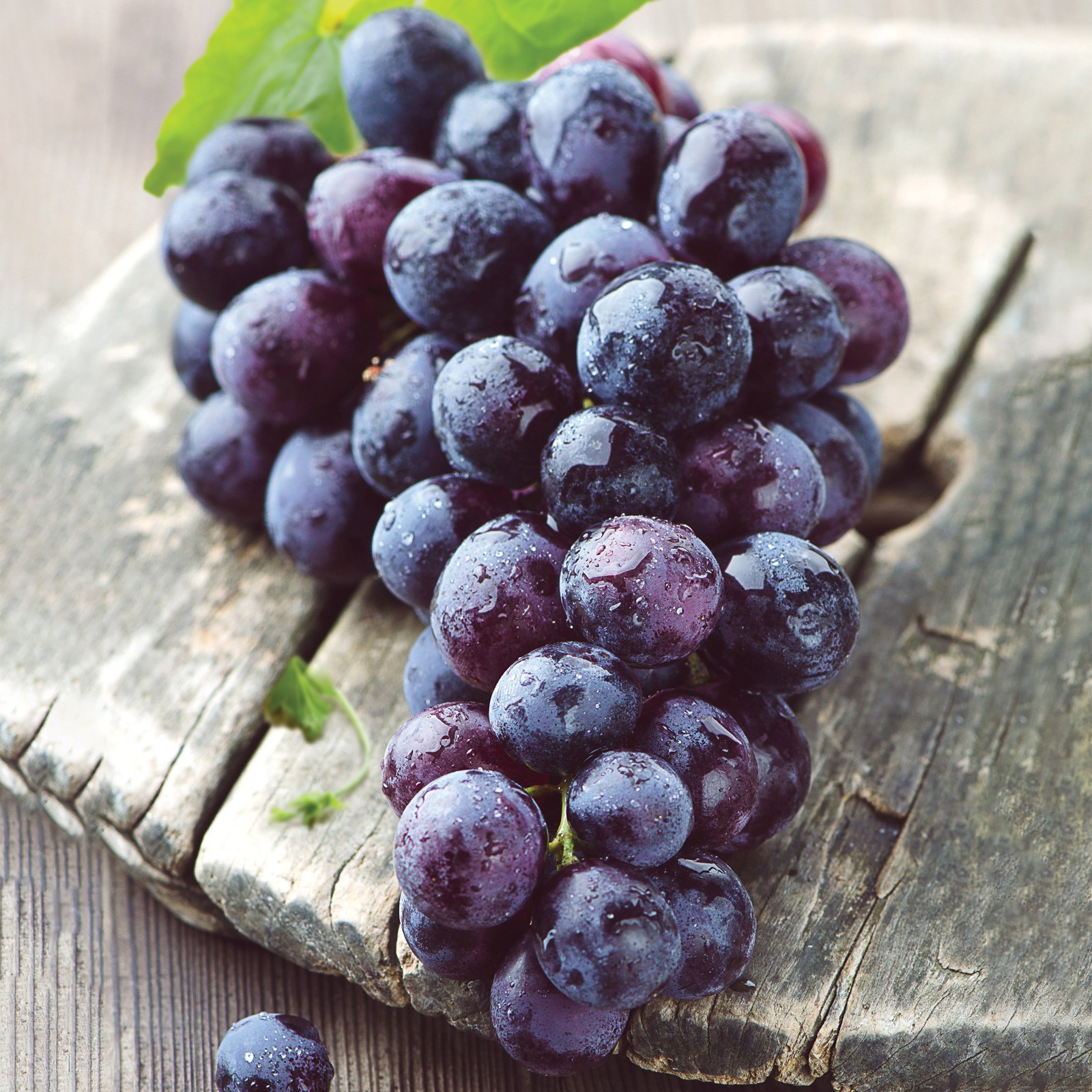 Garden State Bulb Concord Seedless Grape Bare Root for Planting, Non-GMO