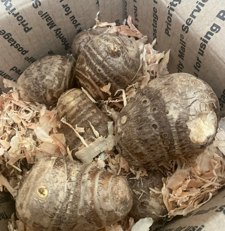 10 LIVE Colocasia Esculenta Elepant Ear Taro Gabi Kalo Eddo Bulbs READY to GROW