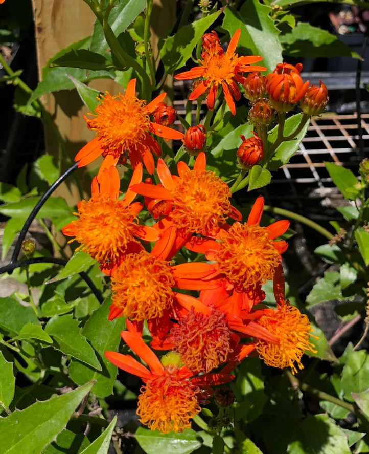 Set 2 Mexican Flame Vine Plant – 3-6″ Tall – Fast-Growing Tropical Climbing Vine