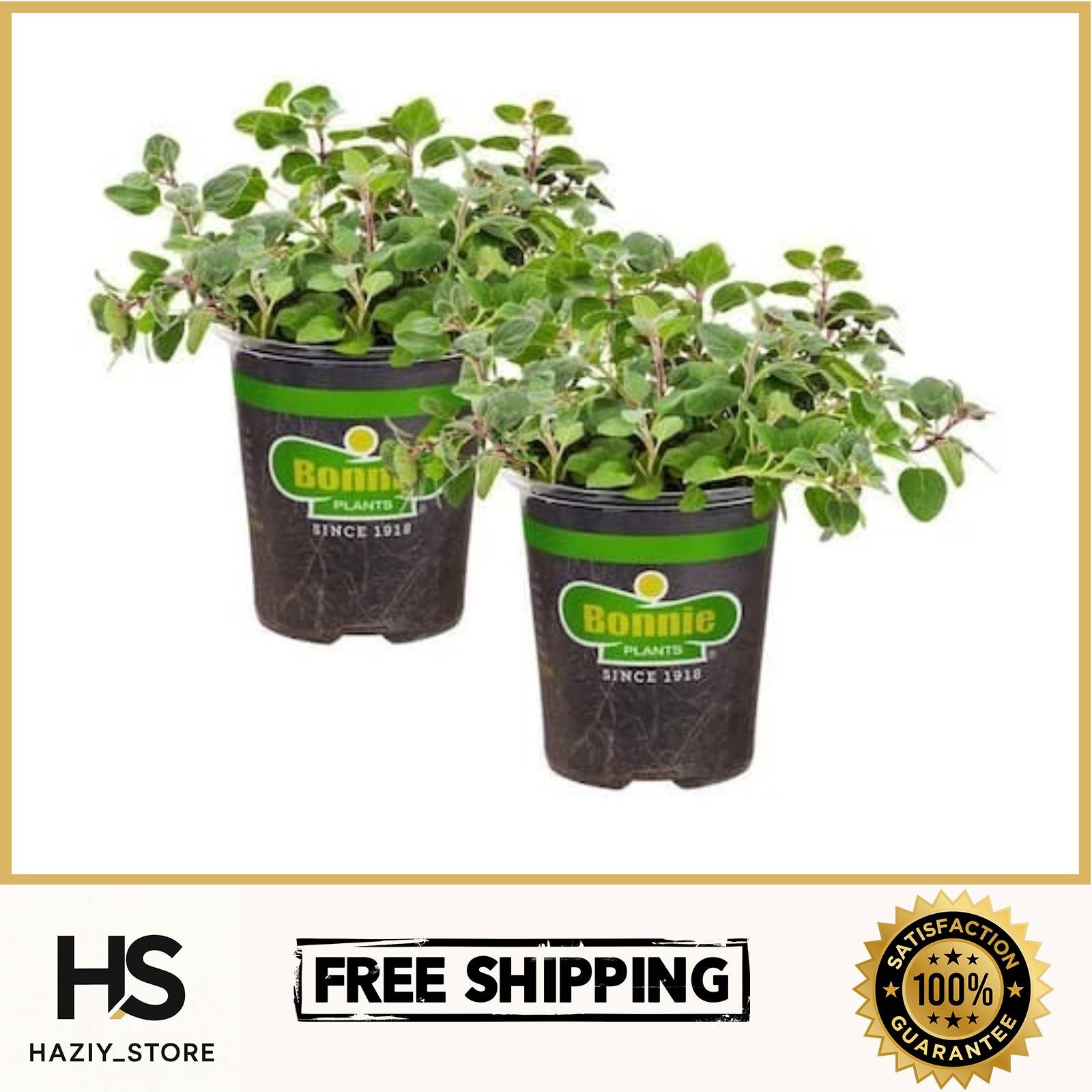 19 oz. Greek Oregano Herb Plant (2-Pack)