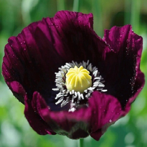 2,500 Heirloom After Midnight Poppy Seeds Papaver Somiferum Purple Near Black…