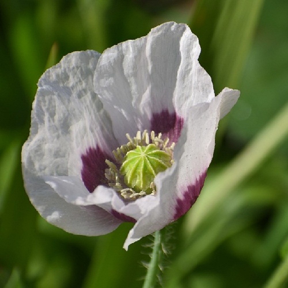 20,000+ Untreated, Organic Tasmanian Papever Somniferum Poppy Seeds for Planting