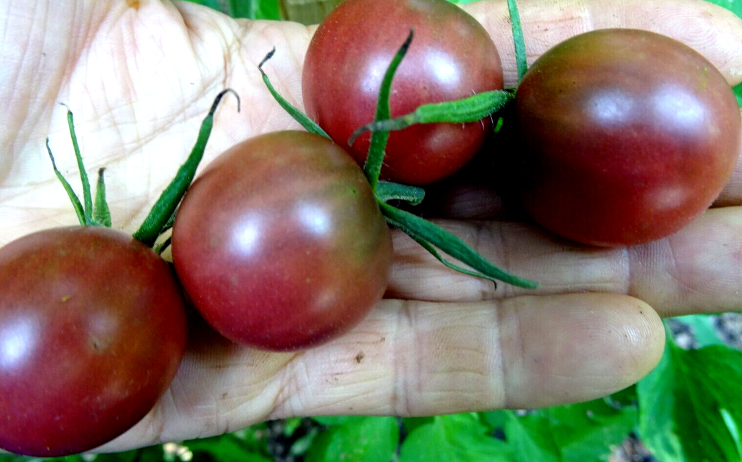 Chocolate Cherry Tomato 50 Seeds Non-GMO Organic Grown 2024 Delicious heirloom