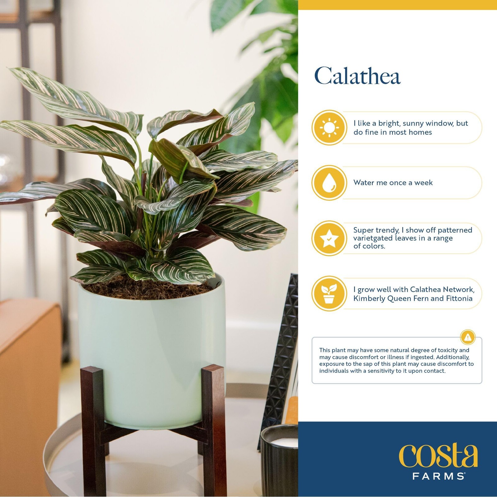 Calathea Dottie Live Plant in Self Watering Pot, Indoor Houseplant, Perfect f…