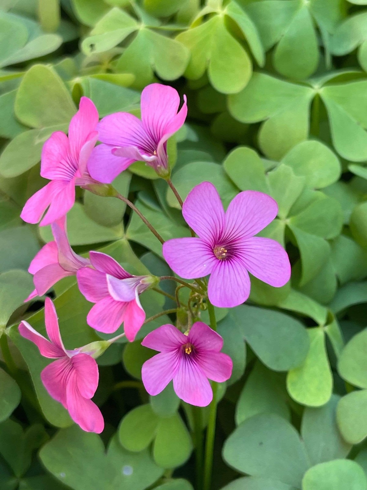 Oxalis “Articulata ssp Rubra” Shamrock/Wood Sorrel Bulb or Plant (You Choose)