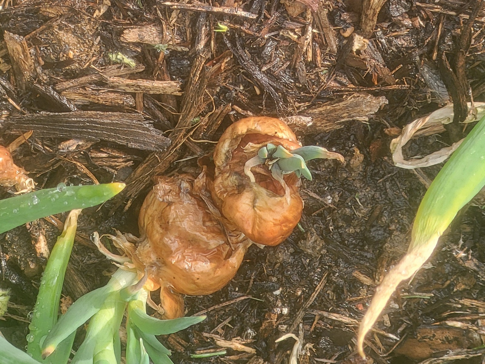 Egyptian Walking Onion, Two Large Bulbs, Perennial, Edible