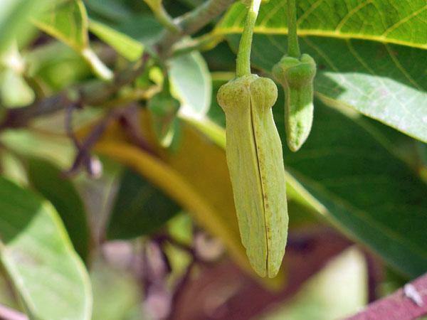 Annona squamosa | Sugar Apple | Sweetsop | 20 Seeds