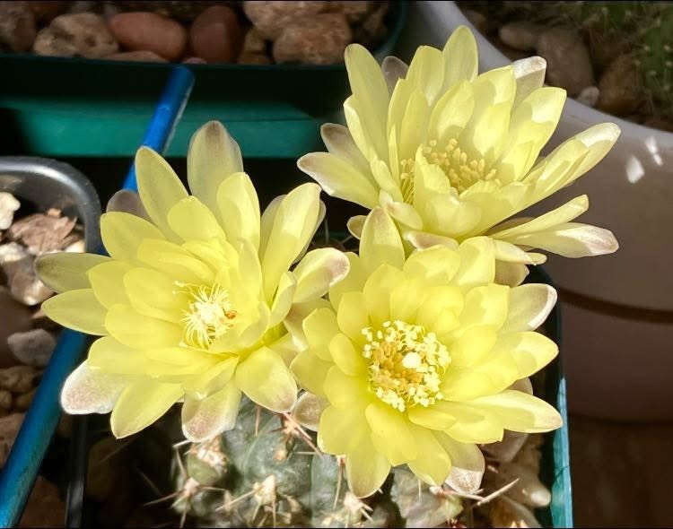 Seed- Gymnocalycium andreae 25 or 50 seeds