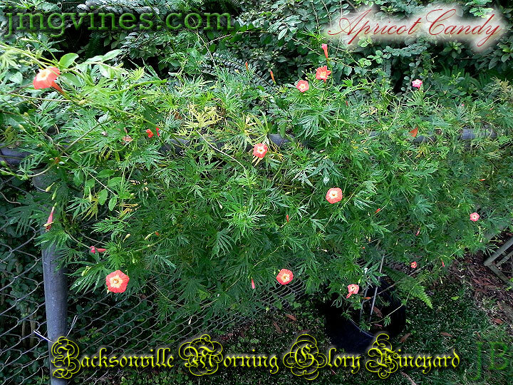 Apricot Candy Ipomoea Sloteri Morning Glory 6 Seeds