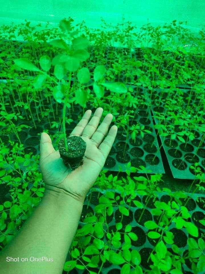 100 Moringa Seeds for Planting | Premium Germination | Malunggay Seeds, PKM1