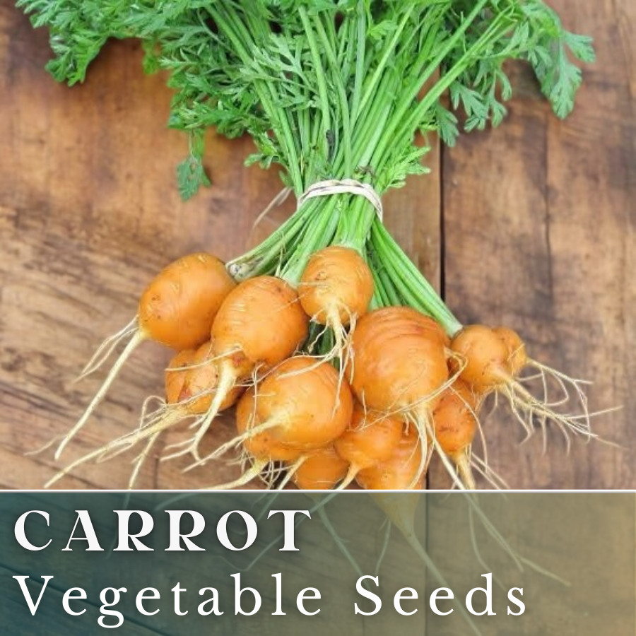 Carrot Vegetable Seeds 400+ Seeds Garden Seeds, Non GMO, Multiple Varieties