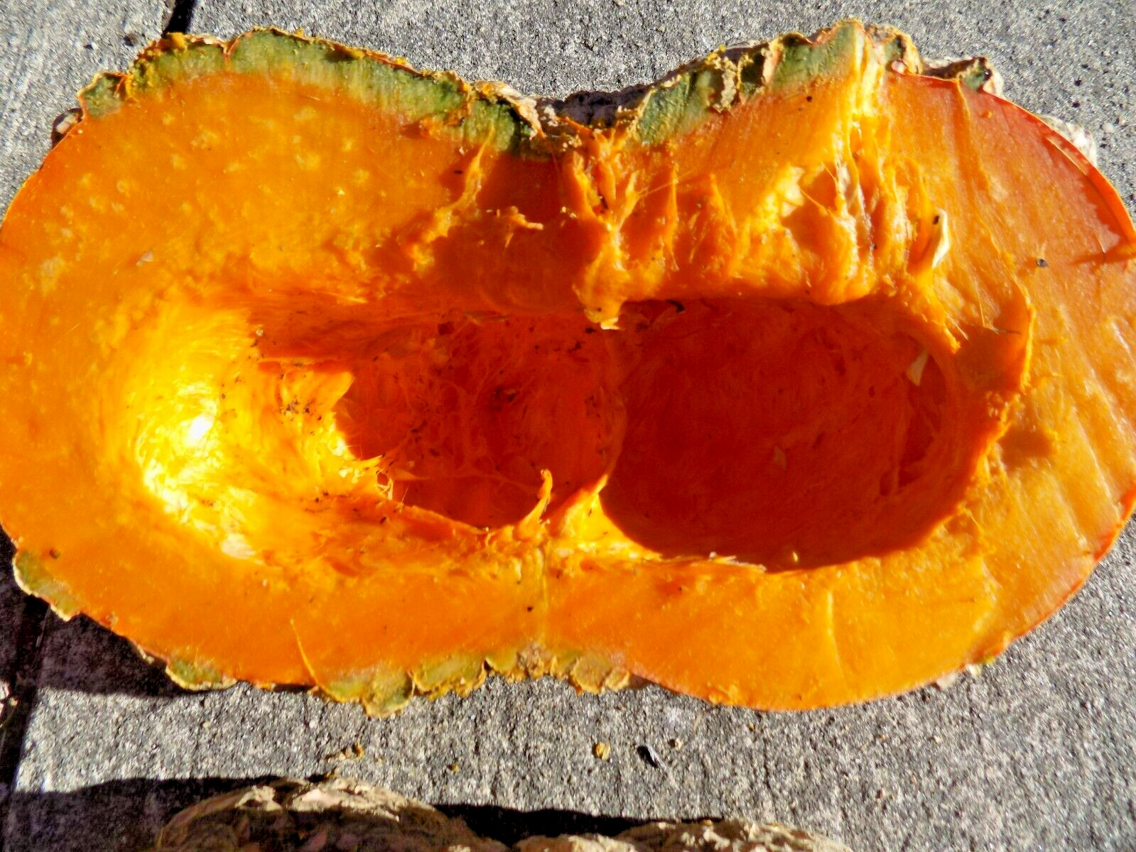 15 PEANUT PUMPKIN SEEDS – Cucurbita maxima