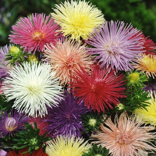 Nova Mix Aster Seeds | 50 Seeds | Free Shipping | Flower Seeds | 1232