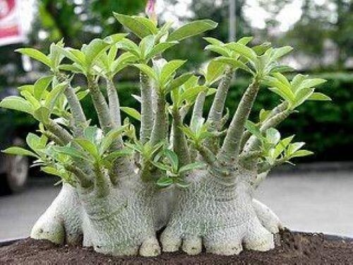 Adenium Arabicum ‘Yemen’, 25 seeds