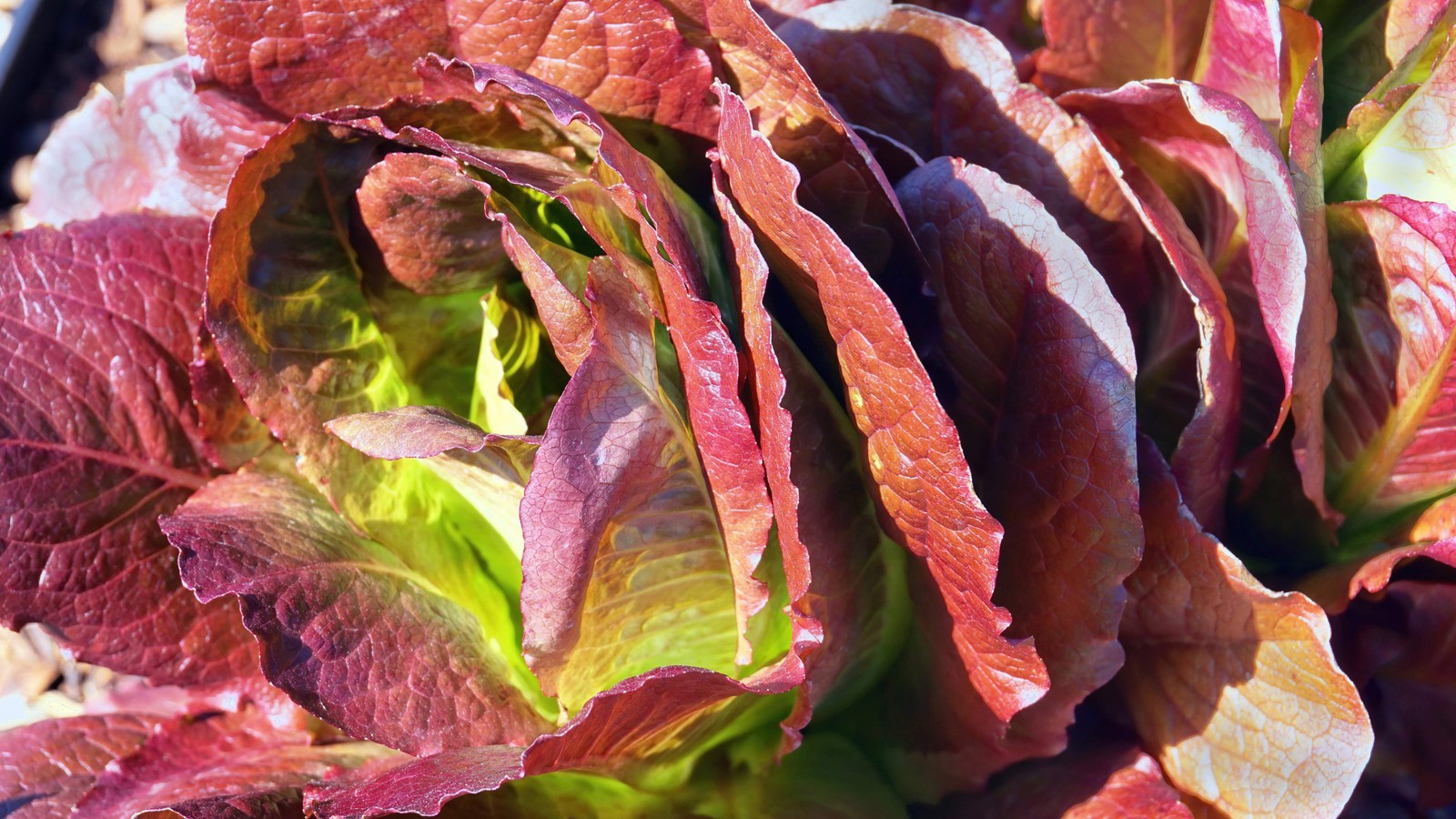 3000 RED ROMAINE LETTUCE Lactuca Sativa Vegetable Seeds *Flat S/H