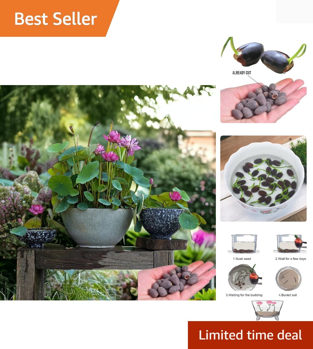 15 Mixed Pink, Red & Green Lotus Seeds for Home Water Gardens – High Germination