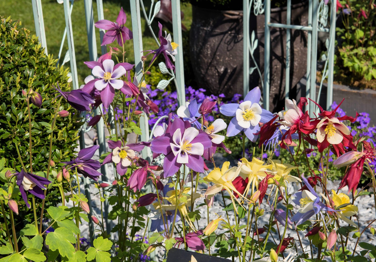 100 DWARF COLUMBINE Aquilegia Mixed Colors Flower Seeds *Flat S/H